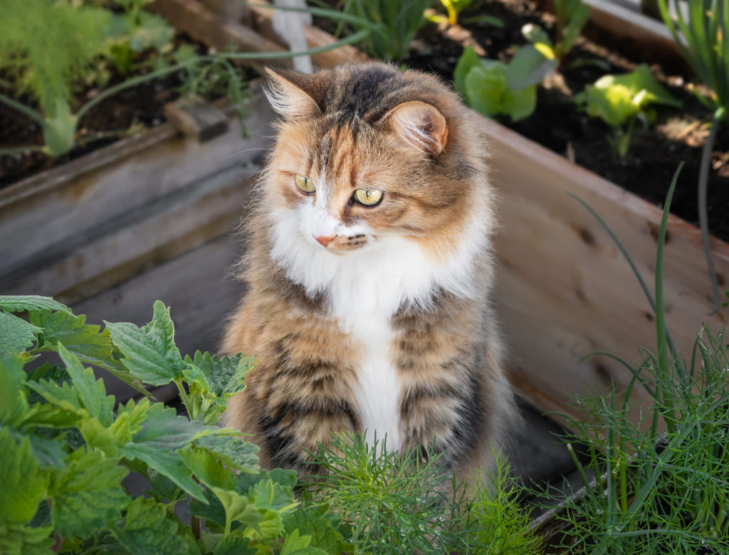 4 friendly ways to keep cats away from flower beds and vegetable gardens
