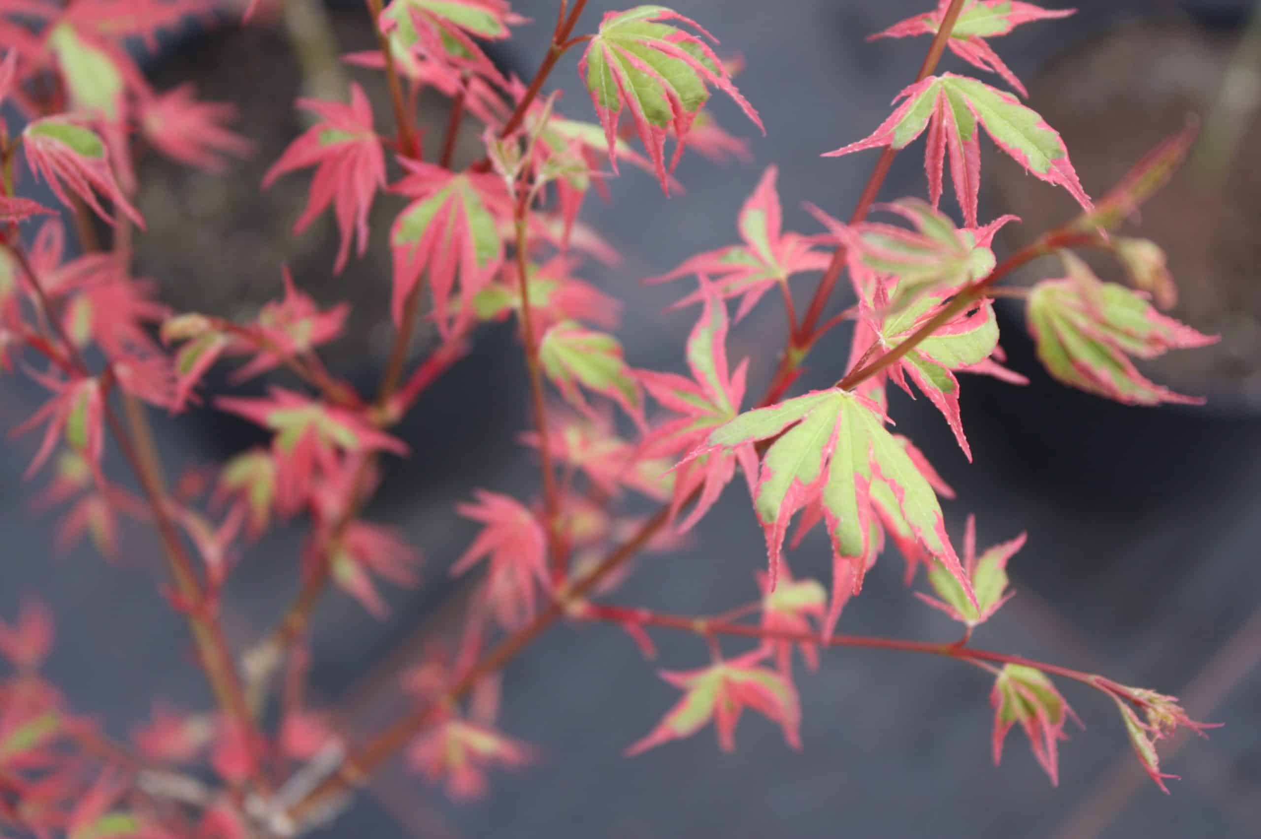 There are many types of Japanese maples