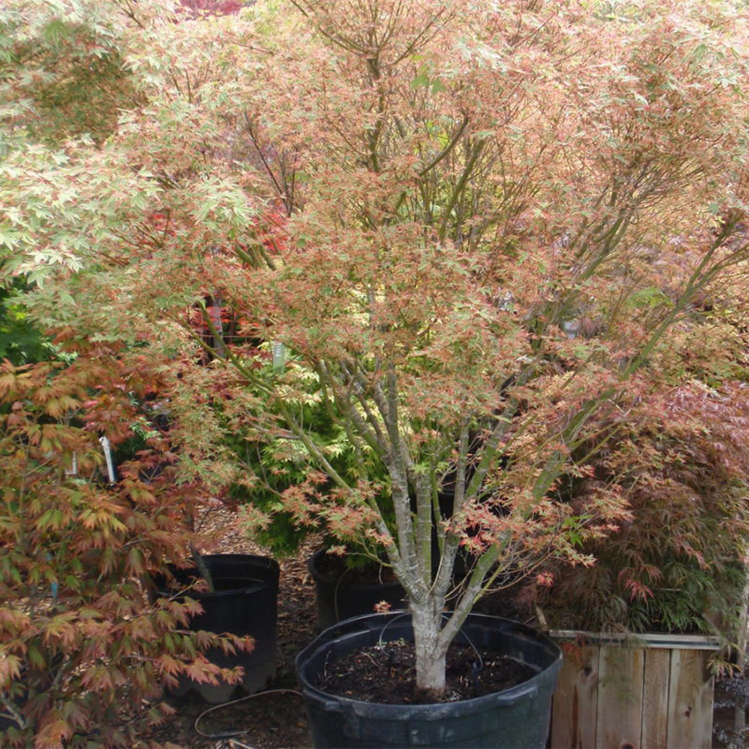 Acer palmatum Beni Shichigenge is slow growing