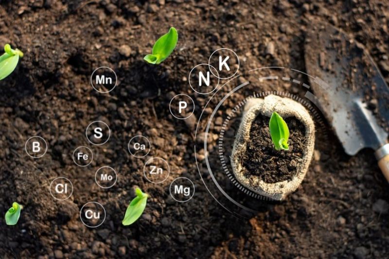 fertilizers