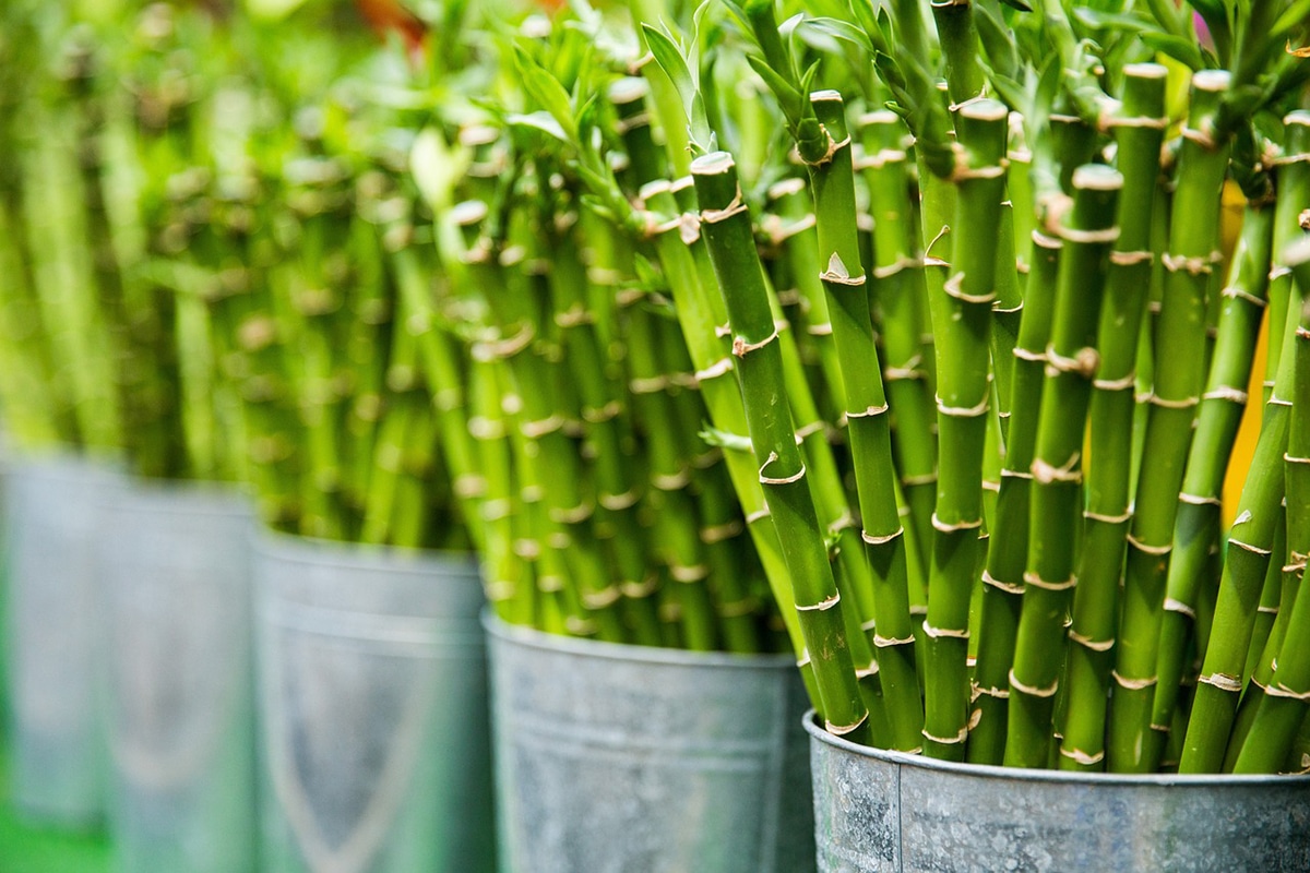 Bamboo is an ideal plant for interior patios