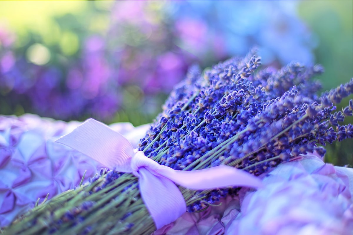 Lavender is very aromatic