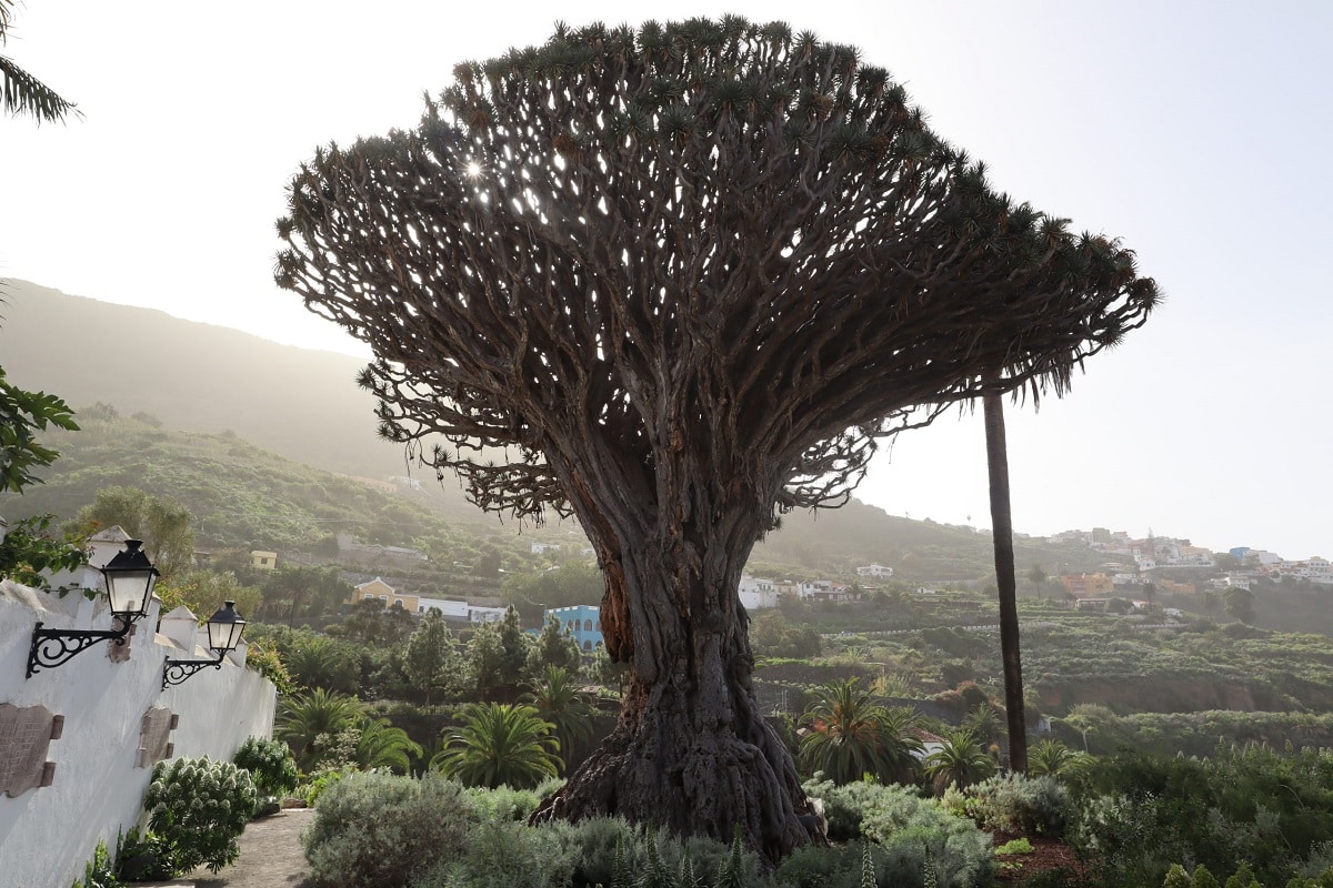 millennial tree