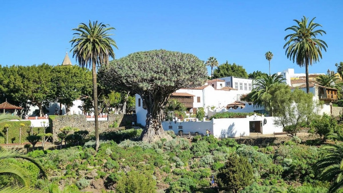 dragon tree icod de los vinos