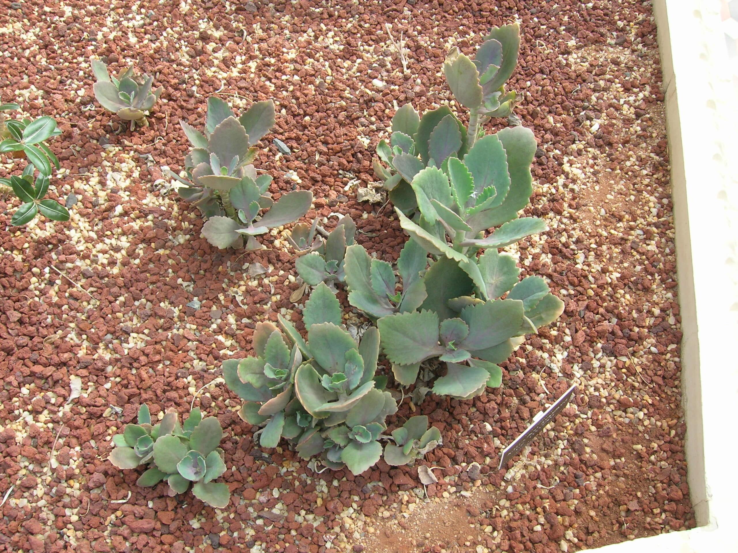 The kalanchoe longiflora var coccinea is a succulent