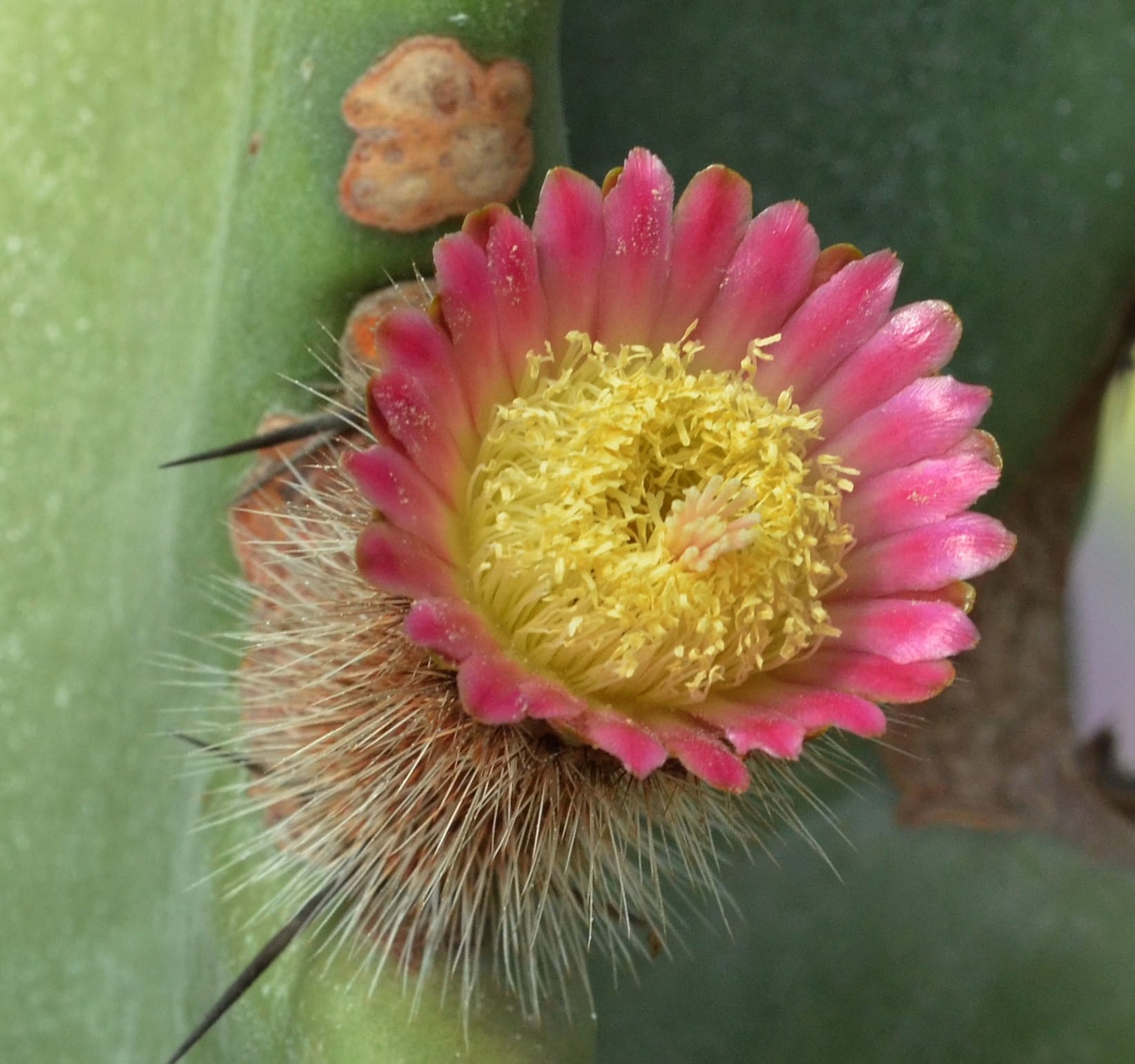 The neoraimondia flower is pink.