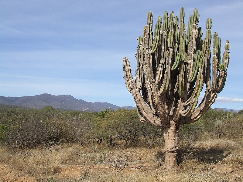 The Neoraimondia is a columnar cactus