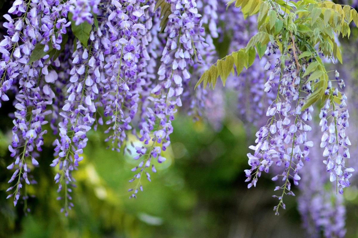 Wisteria is a very hardy climber