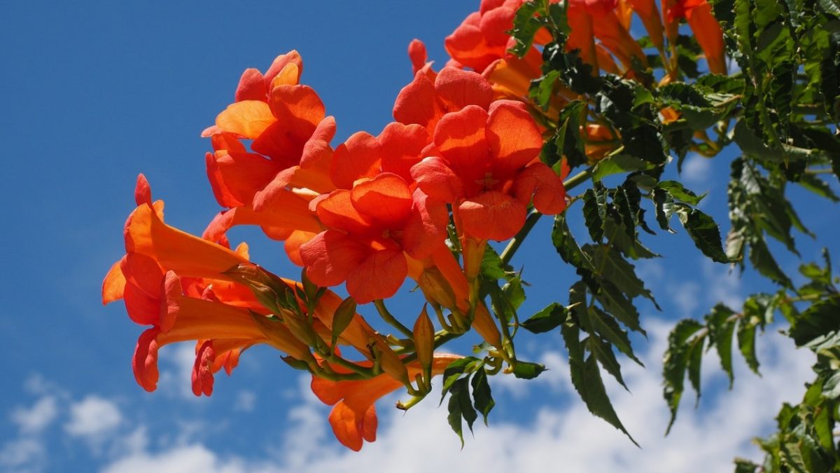 Campsis radicans is a fast growing plant.