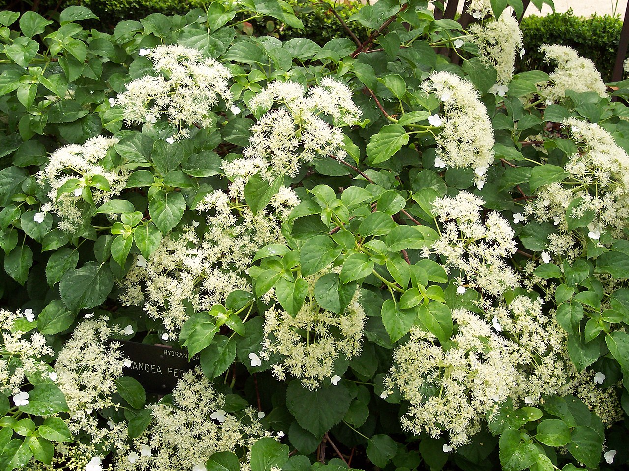 The climbing hydrangea is a plant
