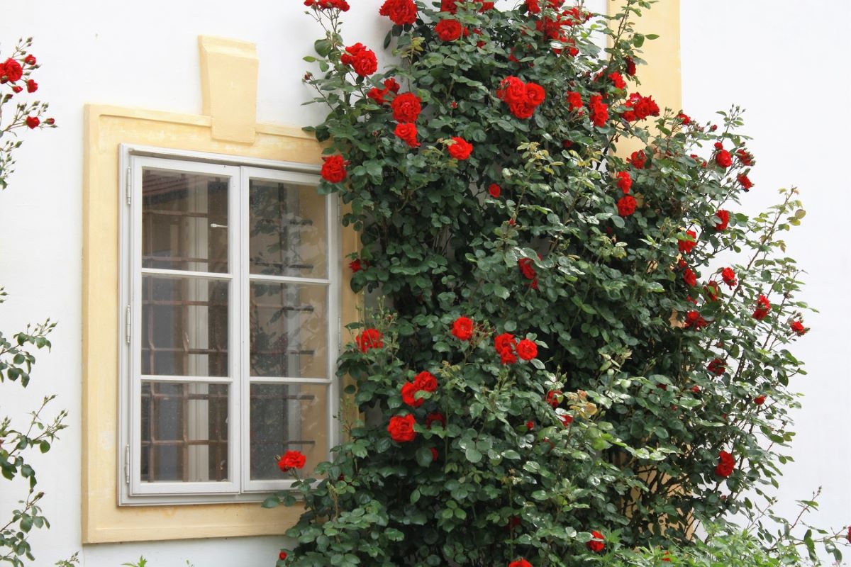 There are perennial climbing plants that grow fast