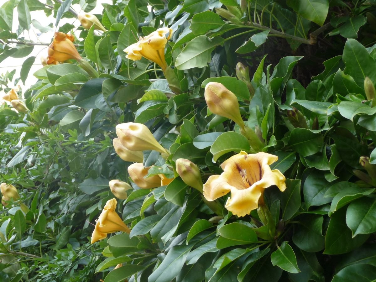 Solandra maxima has flowers