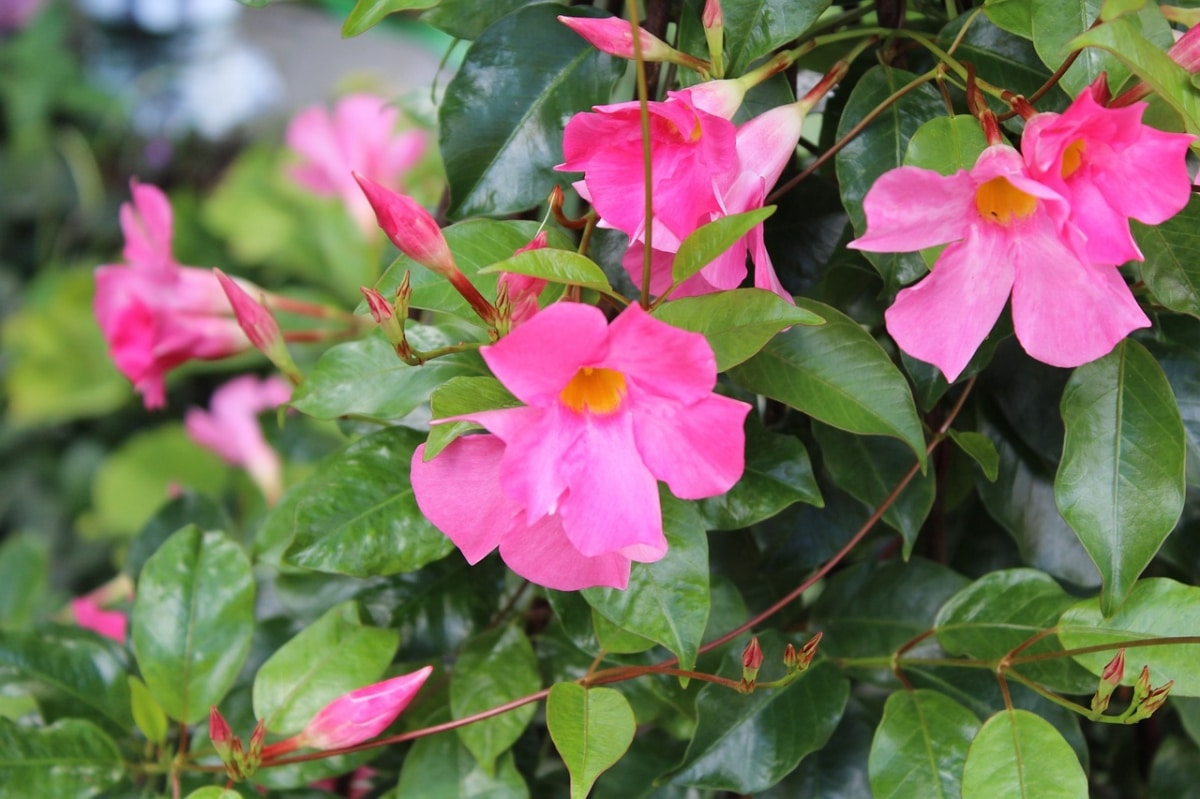 Dipladenia is a perennial vine