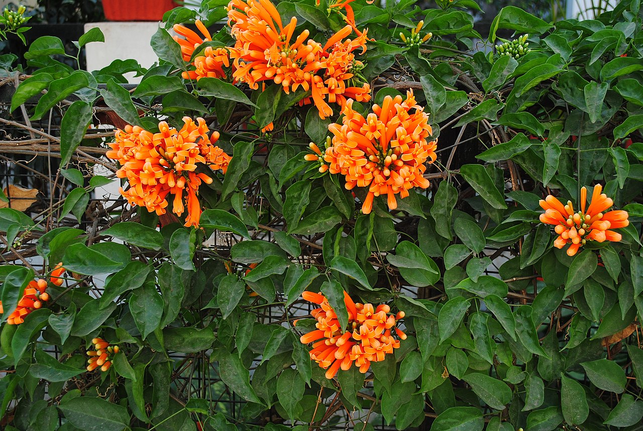 Pyrostegia venusta is a plant with orange flowers.