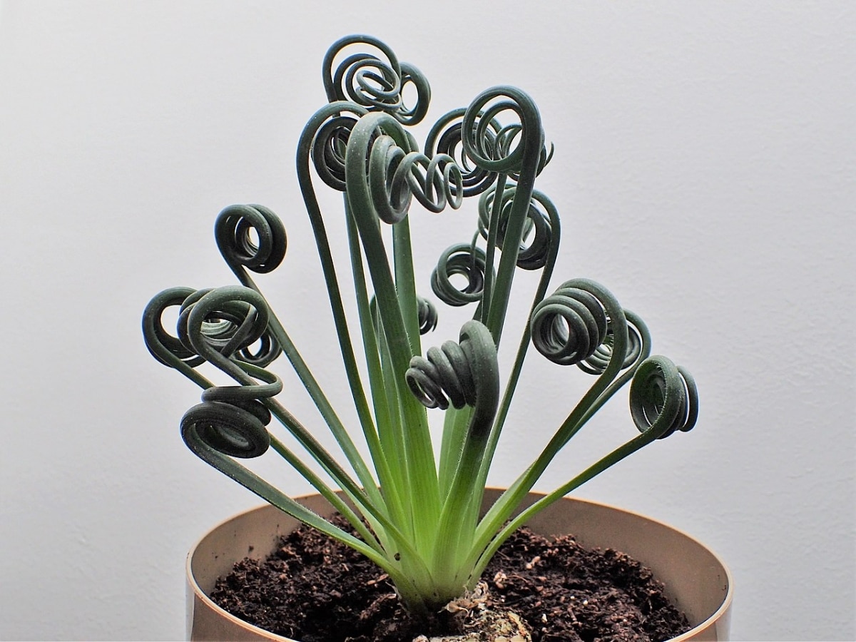 Albuca spiralis is a bulbous succulent