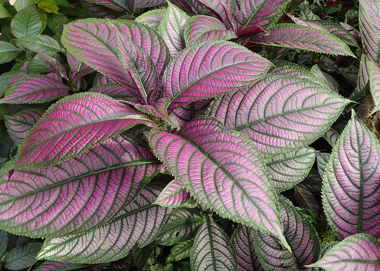 The strobilanthes is a plant with showy leaves