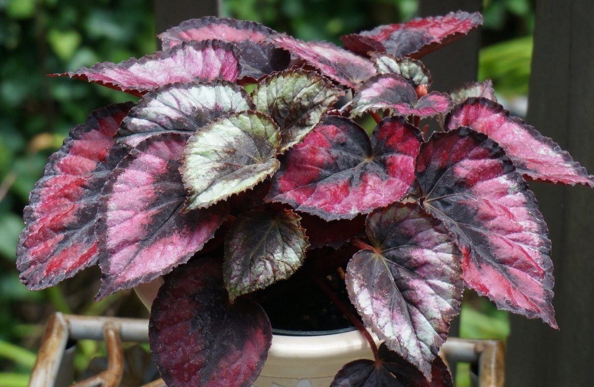 Begonia rex is a herbaceous plant
