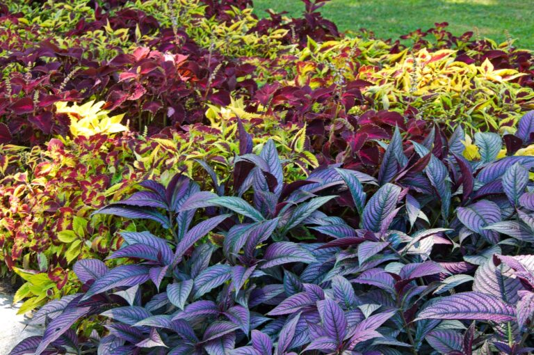 Las plantas pueden tener hojas llamativas