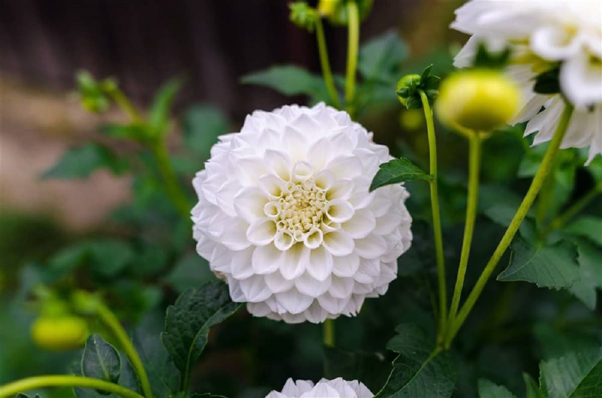 dahlia flower