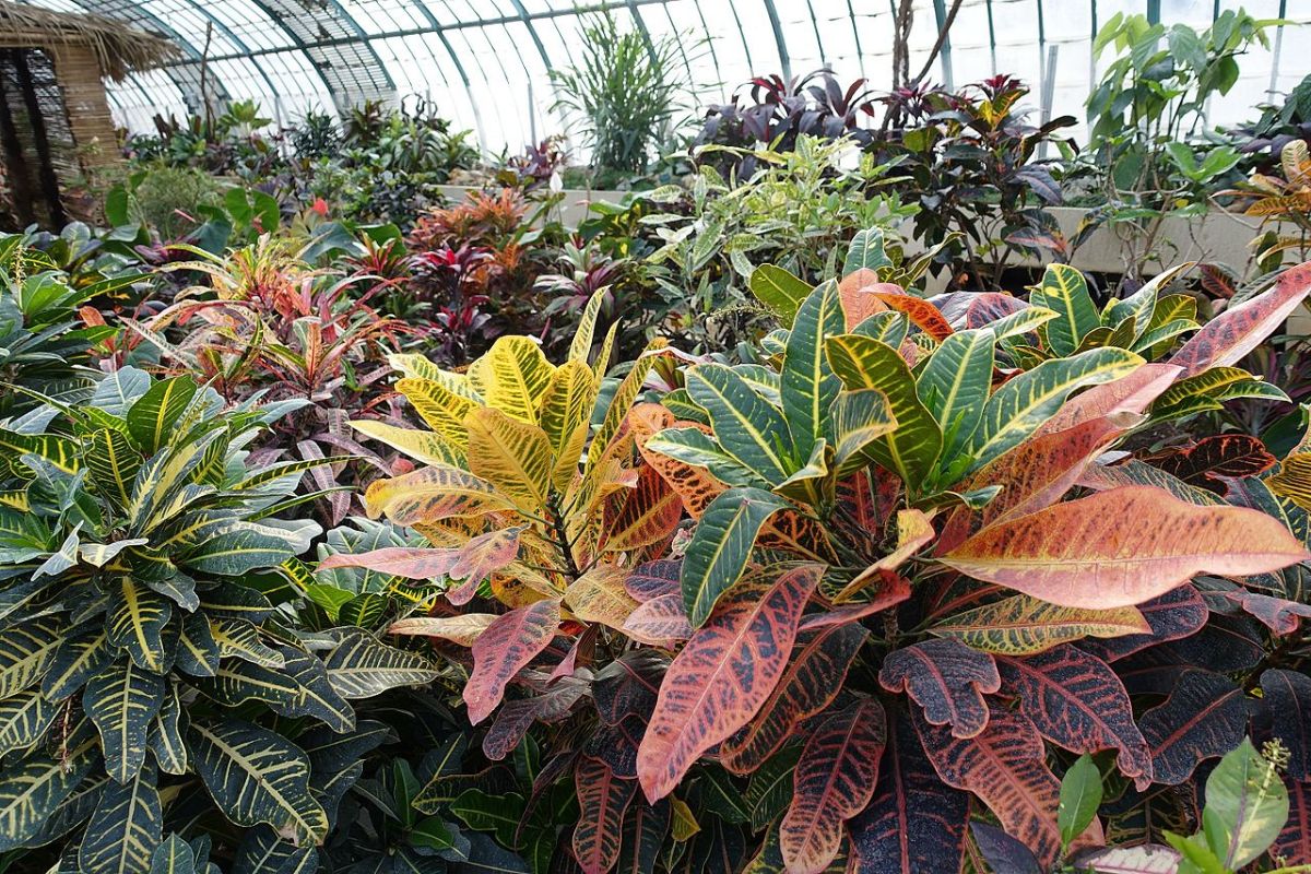 croton group