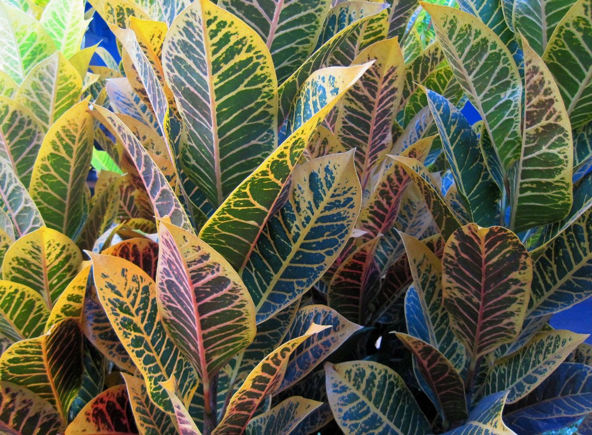 croton leaves