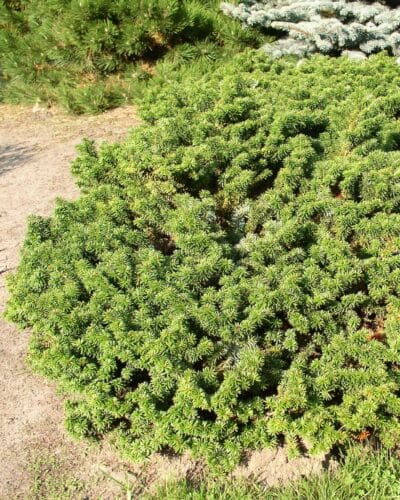 The abies balsamea nana is compact