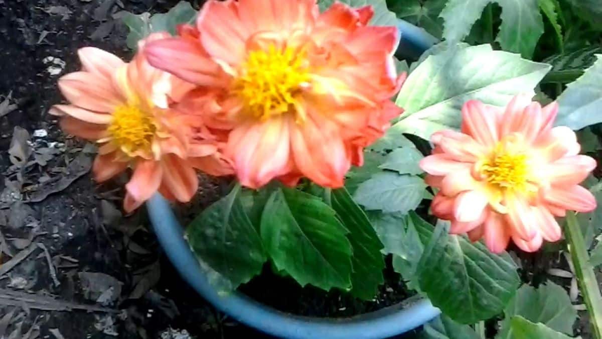 Pot of small dahlias Source: Youtube Jardín Feliz The beautiful beauties of Mexico