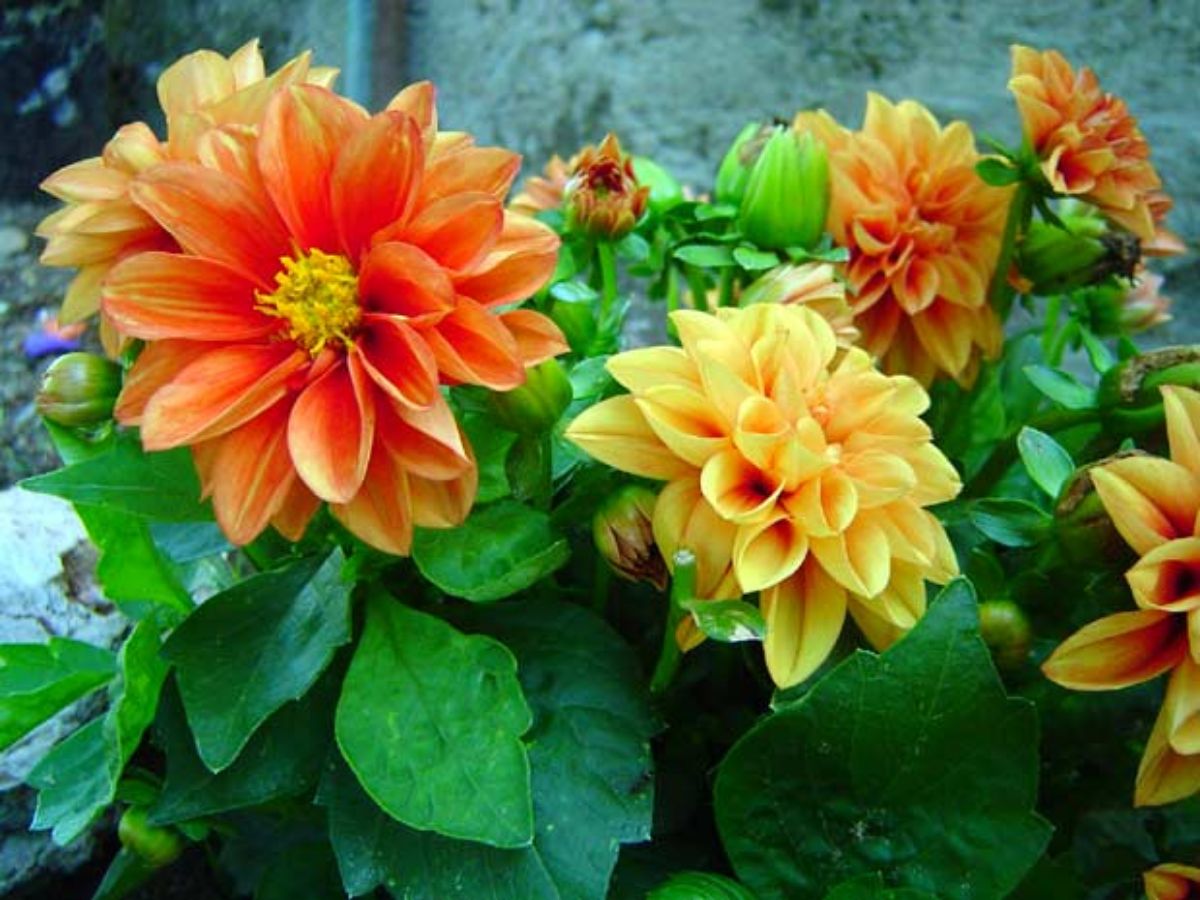 Set of dwarf dahlias source: Facebook Always alive
