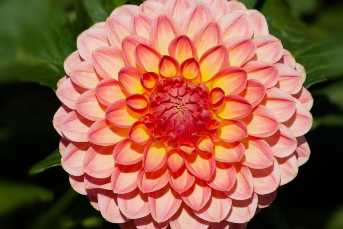 Close-up on the dwarf dahlia Source: Facebook Siempre Viva