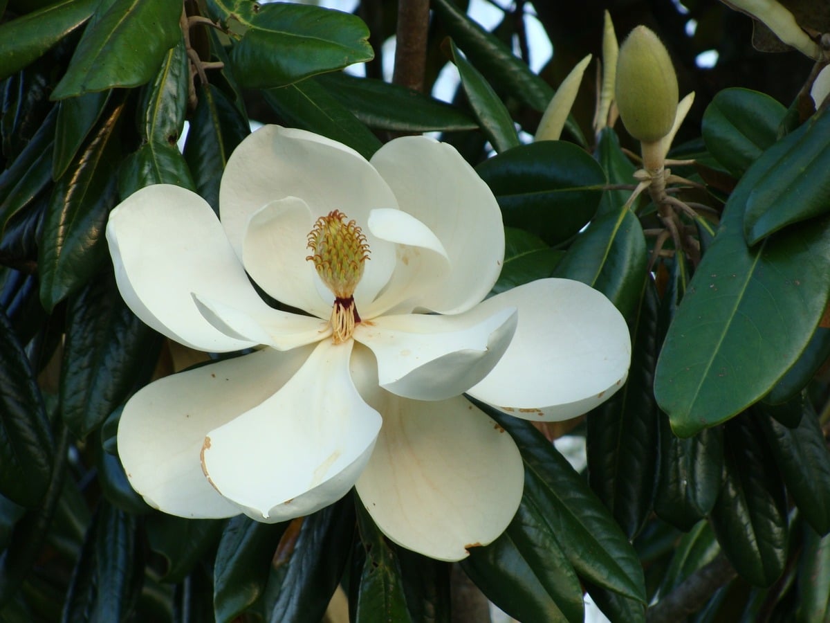 The magnolia is a large flowering tree