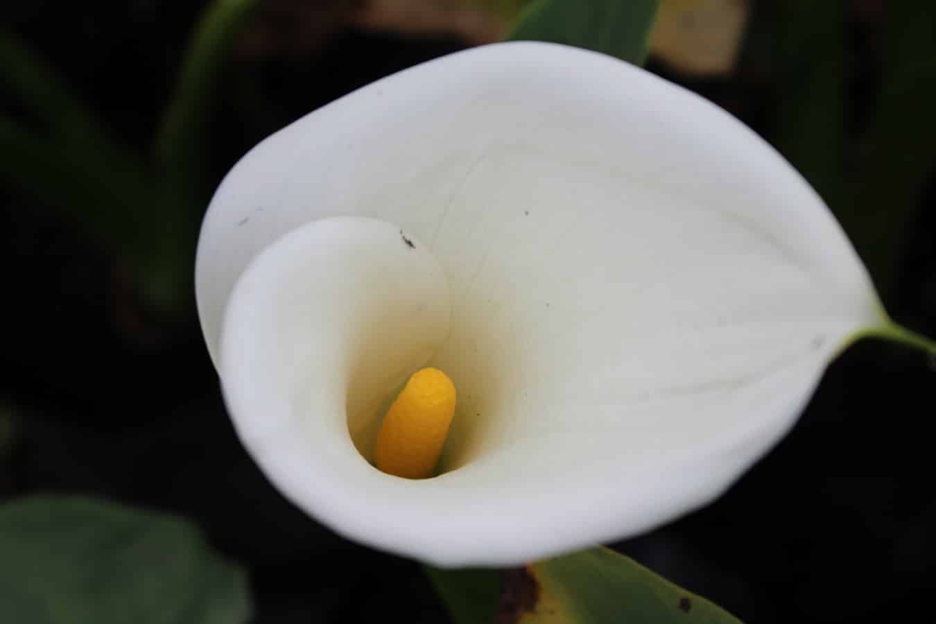 Calla is a herbaceous plant