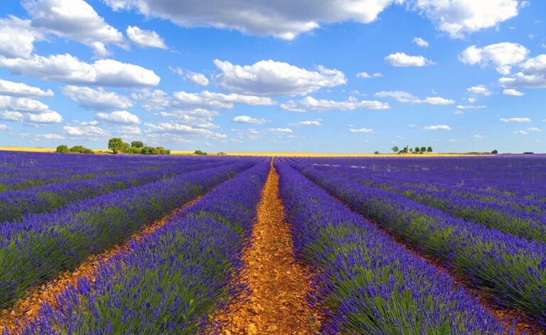 El mejor momento para visitar los campos de lavanda de Brihuega es durante el festival dedicado a la lavanda