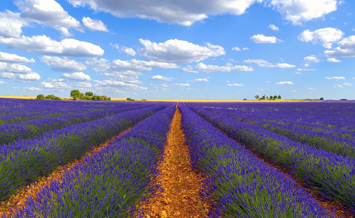 The best time to visit the lavender fields of Brihuega is during the festival dedicated to lavender