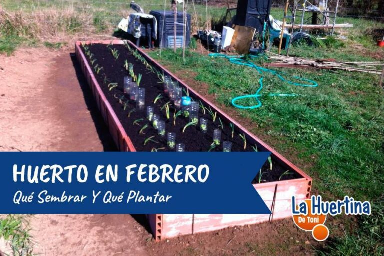 What to sow and what to plant in February