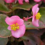 Begonia cucullata is a herbaceous plant
