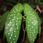 The leaves of Begonia coccinea are elongated