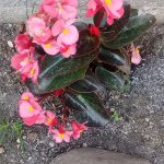 Begonia cucullata is a plant with pink flowers