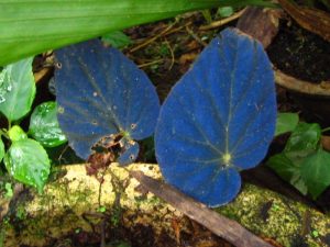 Pavonina begonia is a type of blue begonia