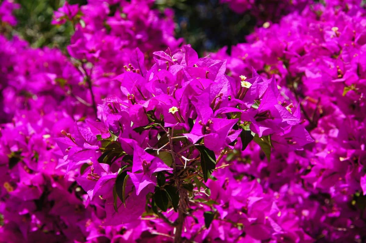 bougainvillea florida