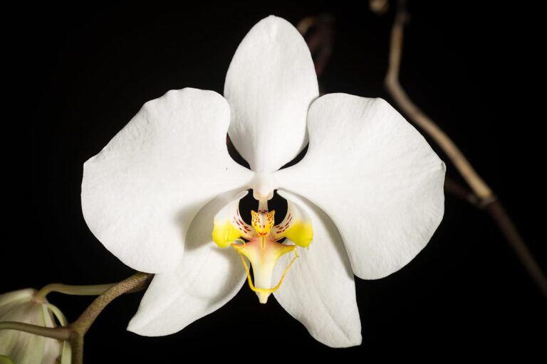 La Phalaenopsis amabilis es una planta ep&iacute;fita originaria de Asia y Australia