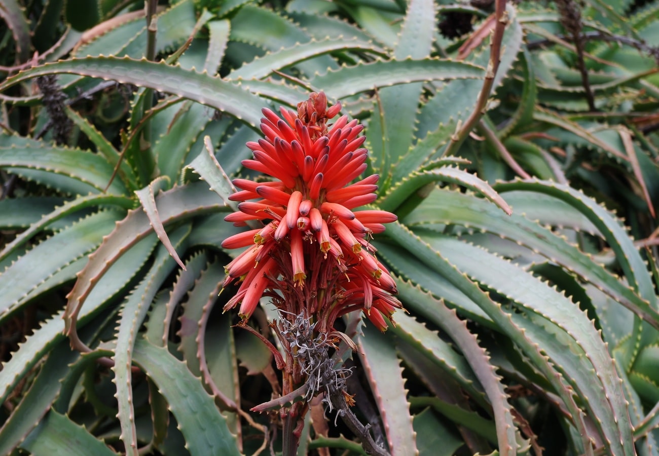 Aloe arborescens is a flowering succulent