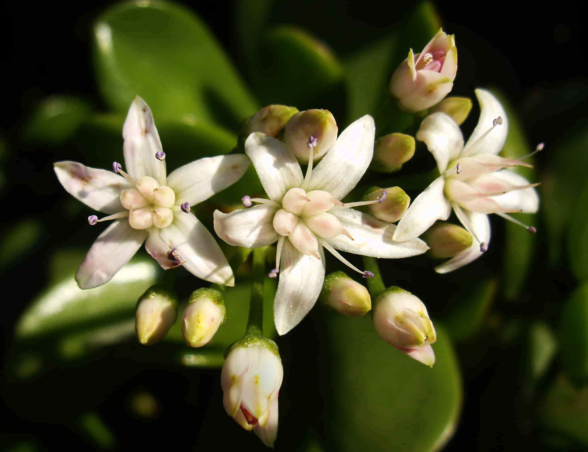 Crassula ovata is a low maintenance succulent shrub.