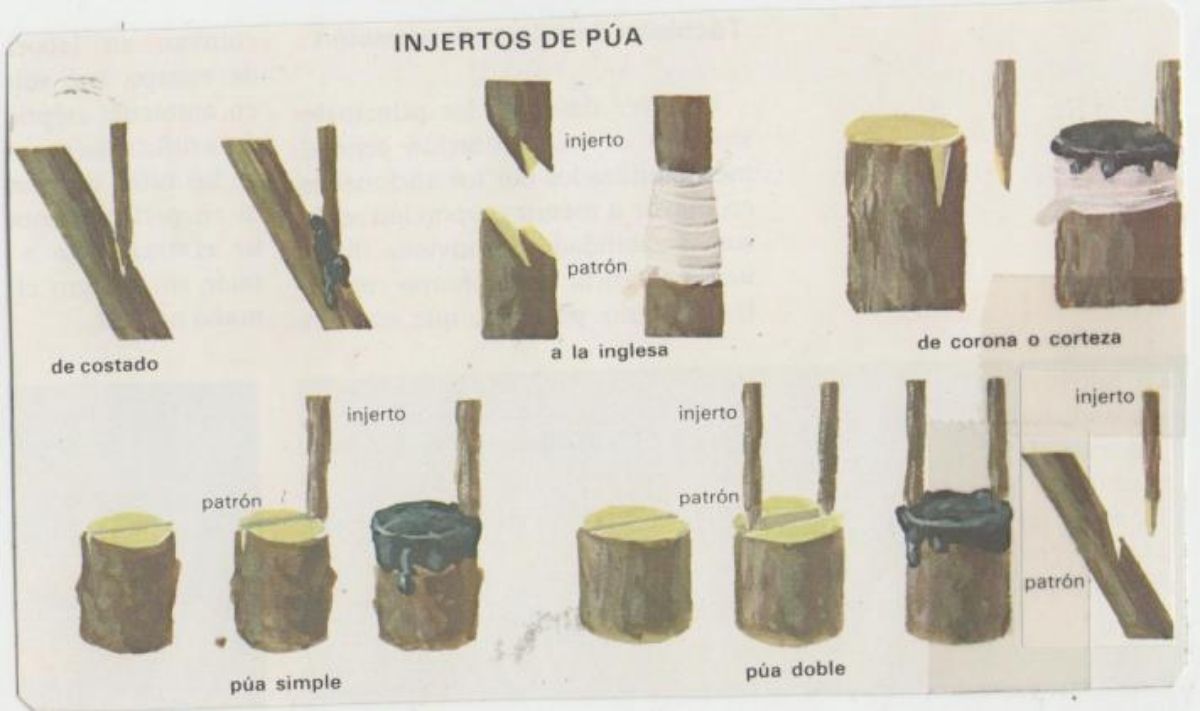 Types of Pua grafts Source: Verpueblos.com
