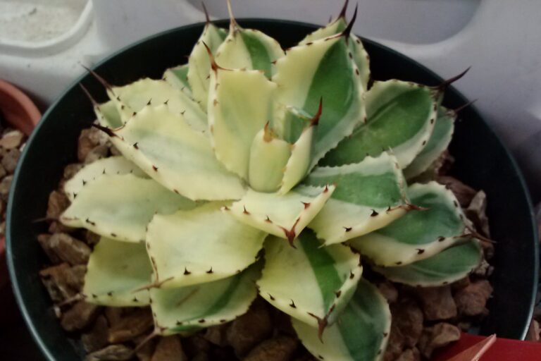 La Agave potatorum es una especie de planta suculenta