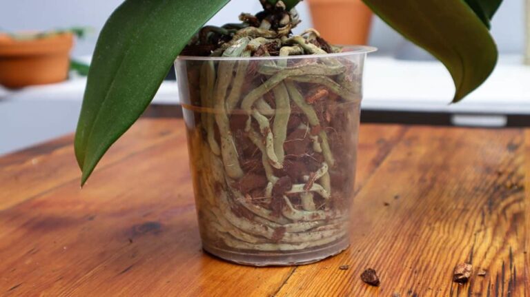 How (and when) to transplant an orchid - ISPUZZLE