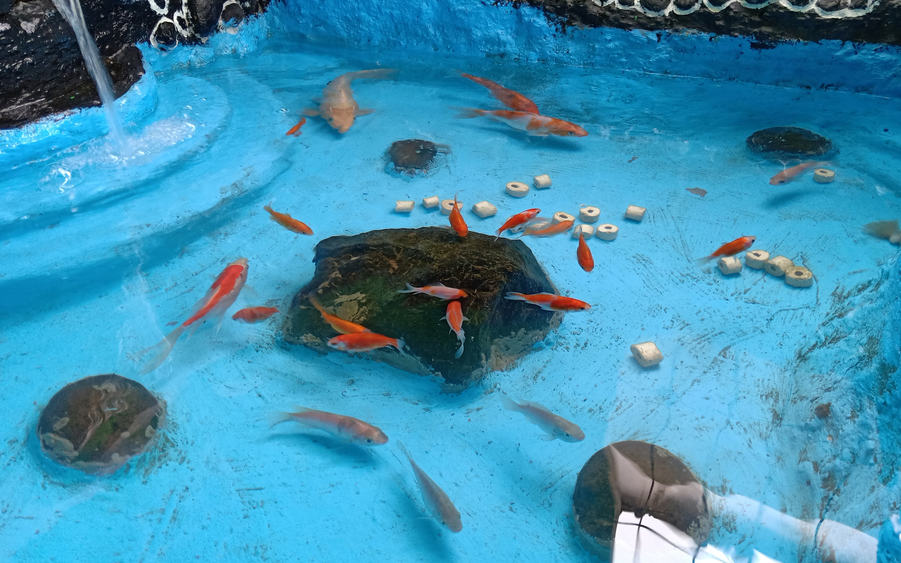 How to convert a koi pool or pond for fish farming