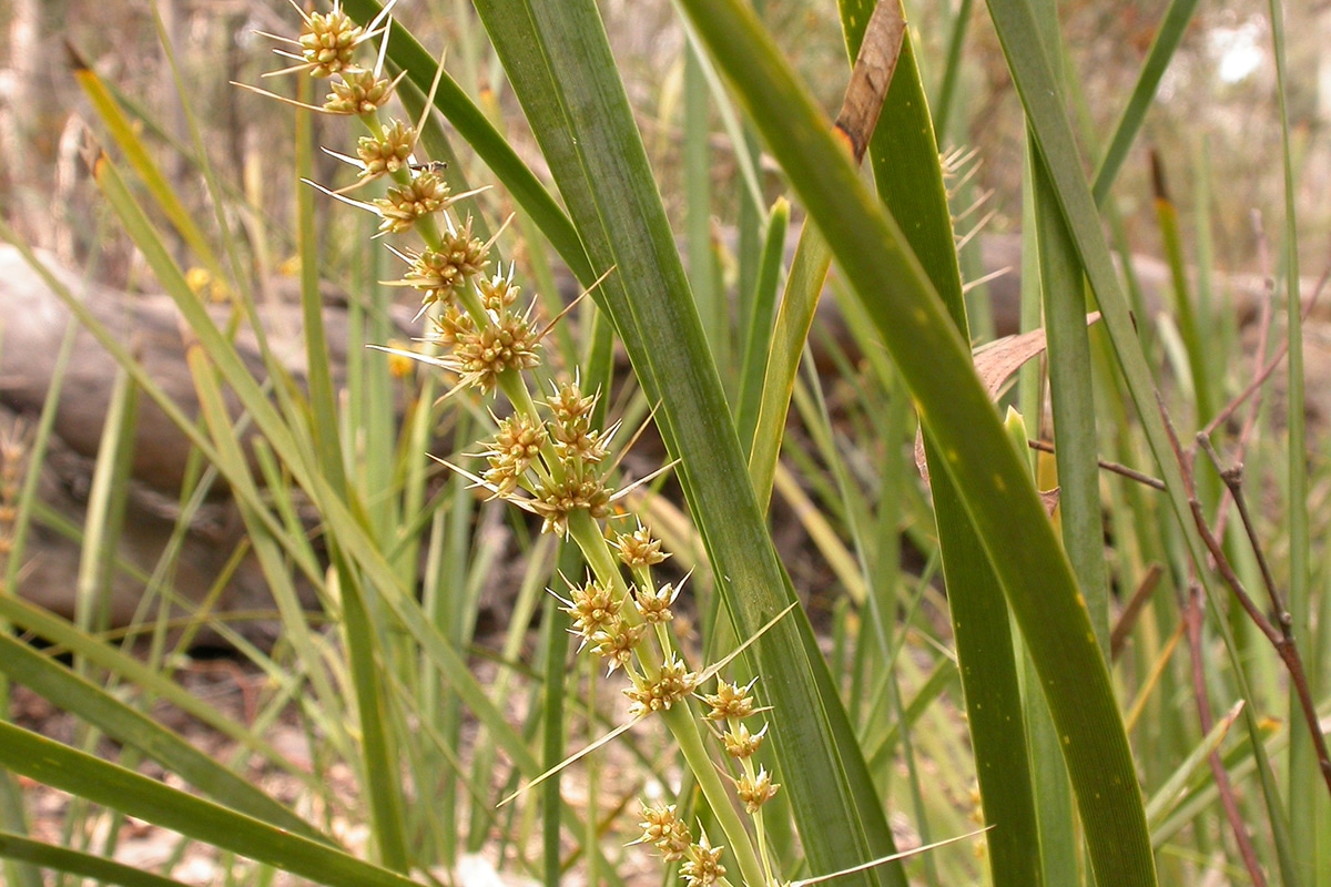 The Lomandra is easy to maintain