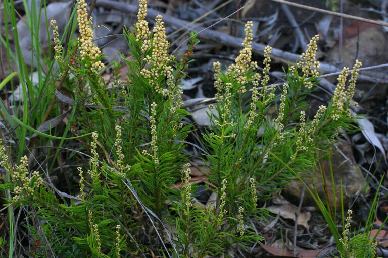 La Lomandra es un g&eacute;nero de plantas perennes perteneciente a la familia de las Xanthorrhoeaceae