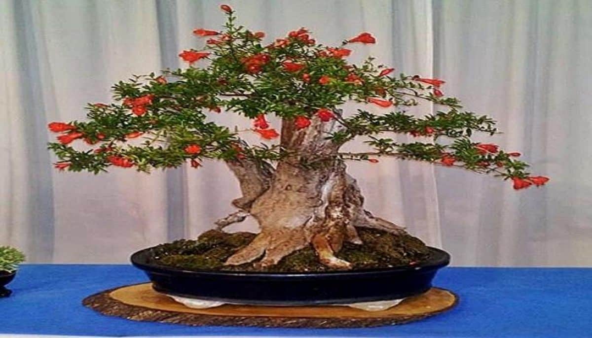 long life pomegranate bonsai Source okbonsai