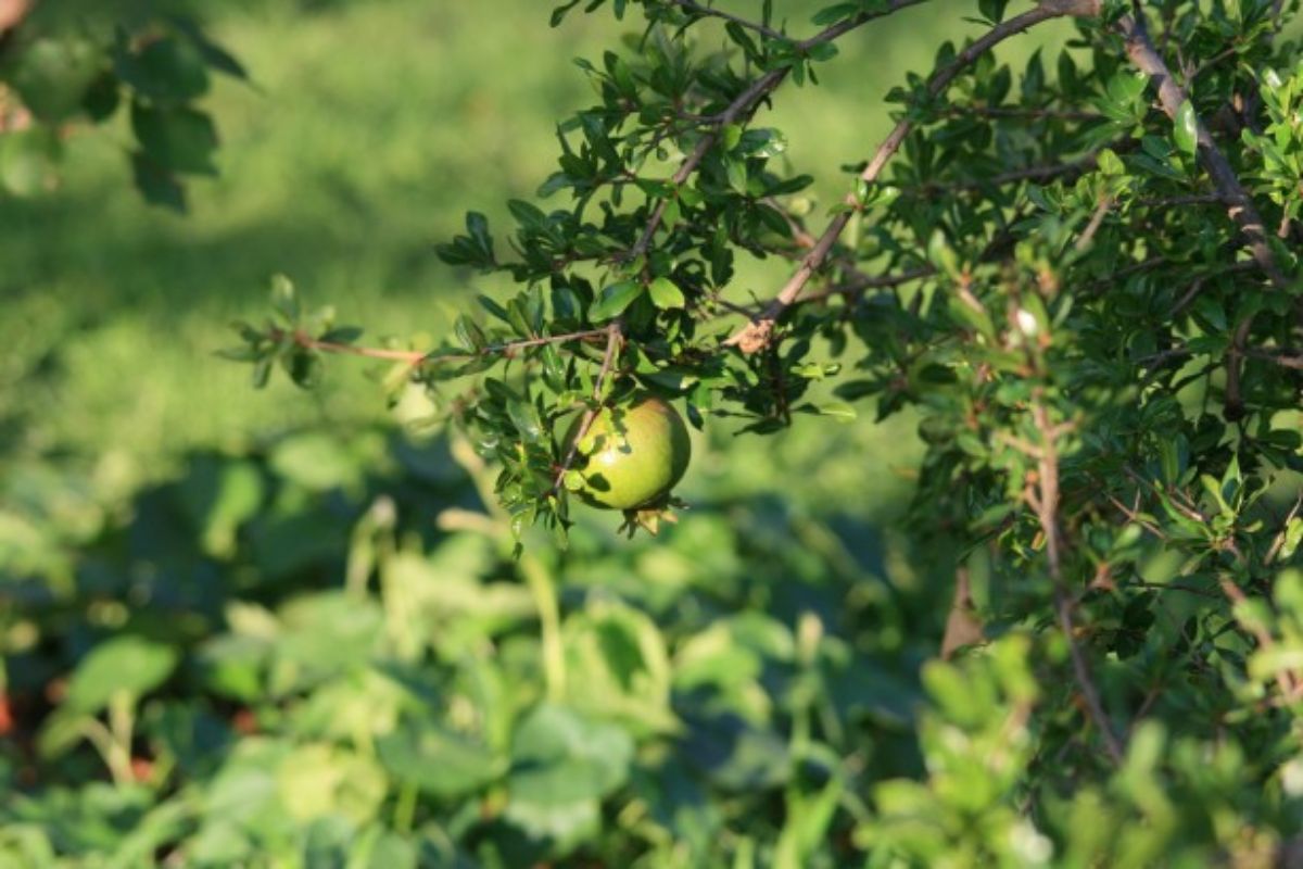 branch with pomegranate